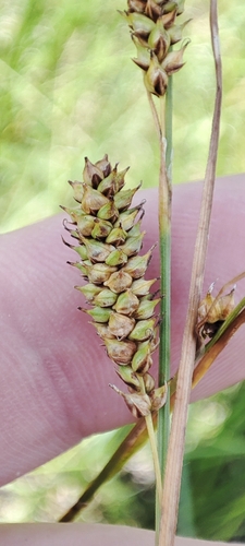 Image of Carex diluta by (c) Yurii Basov, some rights reserved (CC BY)