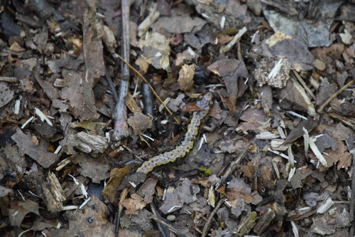 Blue Ridge Dusky Salamander, Desmognathus orestes