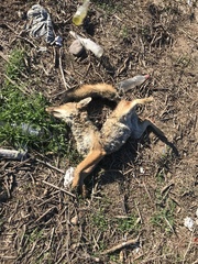 Lycalopex culpaeus culpaeus