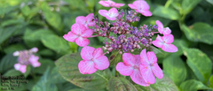Hydrangea serrata