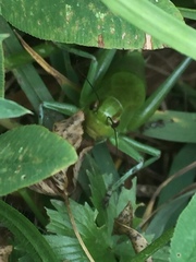 Psorodonotus