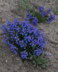 Penstemon leonardii
