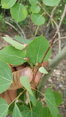 Phyllocoptes didelphis