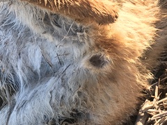 Lycalopex culpaeus culpaeus