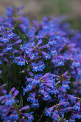 Penstemon leonardii