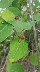 Phyllocoptes didelphis