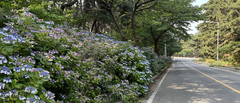 Hydrangea serrata