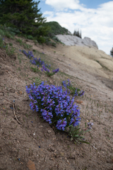 Penstemon leonardii