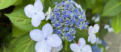 Hydrangea serrata