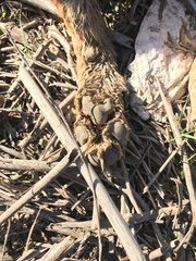 Lycalopex culpaeus culpaeus