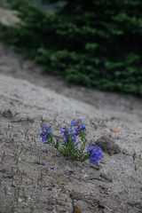 Penstemon leonardii