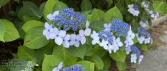 Hydrangea serrata