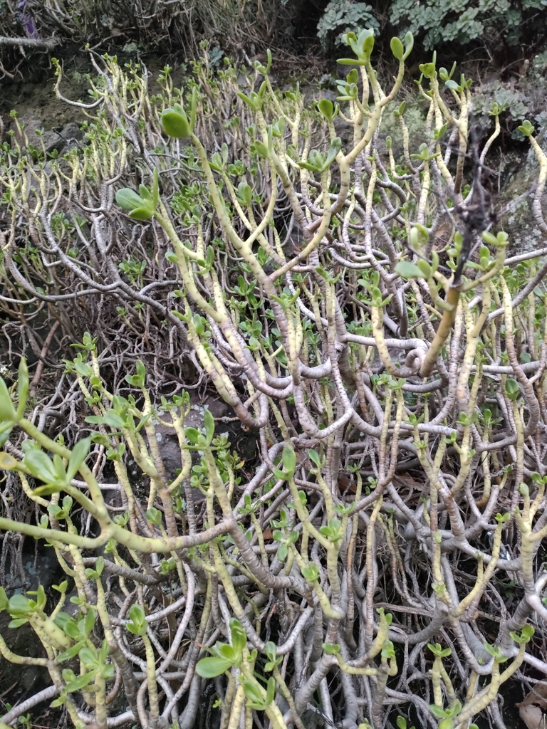 Sedum praealtum, Ferrymead, Christchurch, New Zealand
