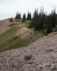 Penstemon leonardii