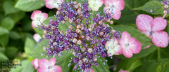 Hydrangea serrata