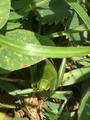 Psorodonotus