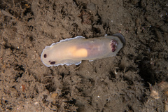 Dendrodoris azineae