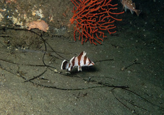 Sebastes rubrivinctus