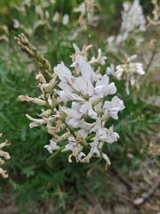 Oxytropis longirostra
