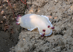 Dendrodoris azineae