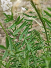Oxytropis longirostra