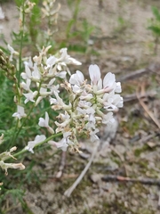 Oxytropis longirostra