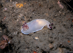 Dendrodoris azineae