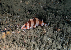Sebastes rubrivinctus