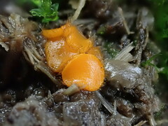 Cheilymenia coprinaria