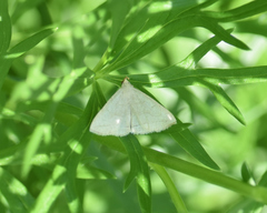 Zanclognatha pedipilalis