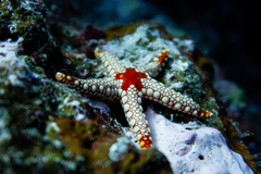 Fromia nodosa