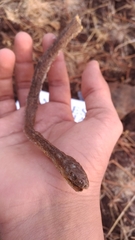 Psammophis condanarus