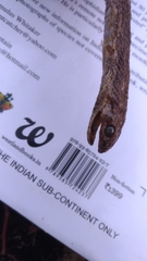Psammophis condanarus