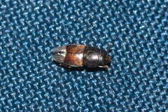 Carpophilus hemipterus