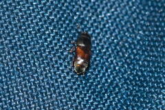 Carpophilus hemipterus