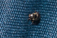 Carpophilus hemipterus