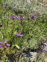 Penstemon heterodoxus heterodoxus