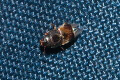 Carpophilus hemipterus