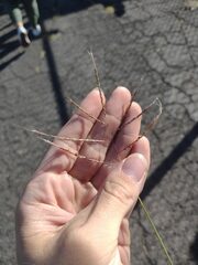 Dichanthium annulatum annulatum