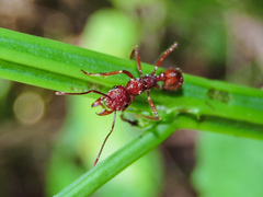 Ectatomma tuberculatum