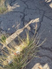 Dichanthium annulatum annulatum