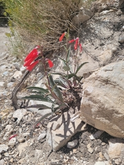 Penstemon eatonii