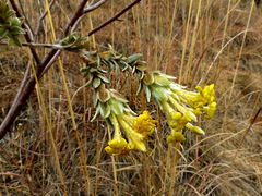 Lasiosiphon burchellii