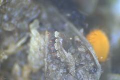 Coprotus granuliformis