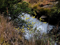 Lasiosiphon burchellii