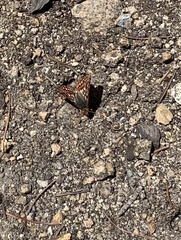 Euphydryas chalcedona sierra