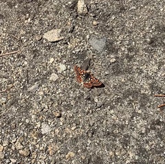 Euphydryas chalcedona sierra