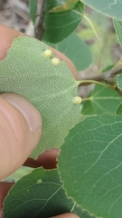 Phyllocoptes didelphis