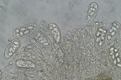 Coprotus granuliformis