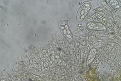 Coprotus granuliformis